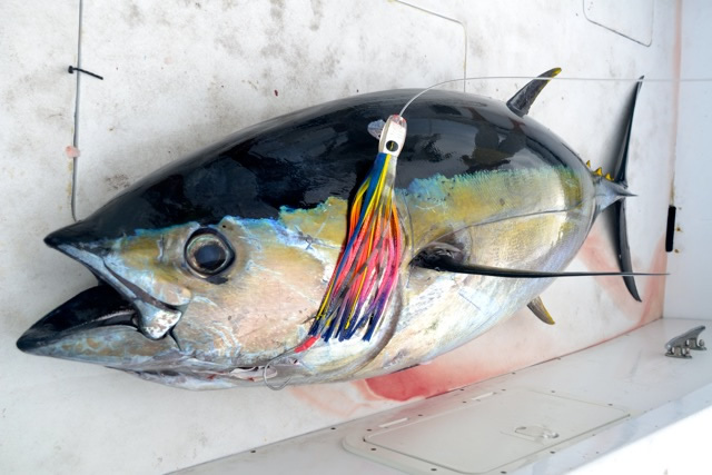 Red Tuna  Habitat Sportfishing from Azores, Portugal - Pocket Tees - Red Tuna  Shirt Company